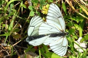 Copula de la mariposa blanca del majuelo