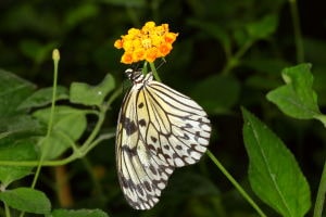 Mariposa idea leuconoe