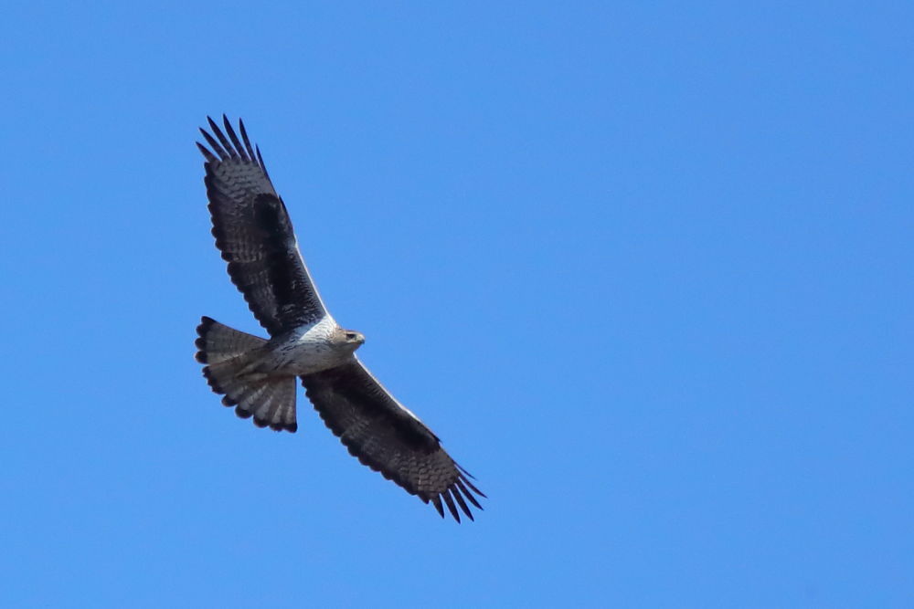 Águila perdicera, hieraaetus fasciatus en vuelo