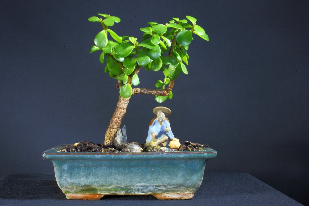 Árbol de jade, crassula ovata, bonsái