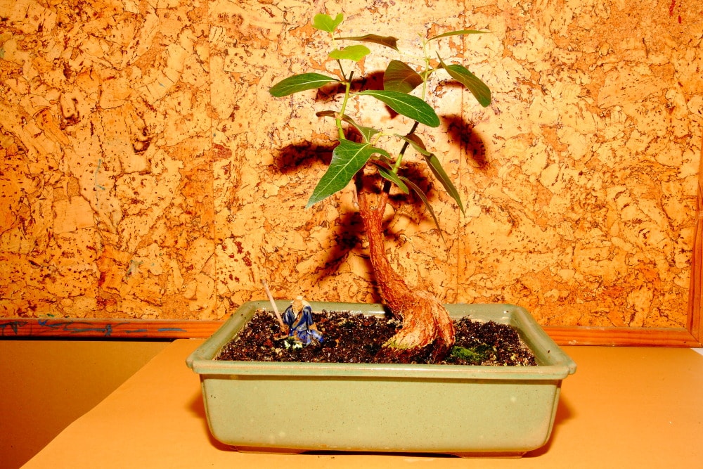 Branquito blanco, brachychiton populneus, bonsái