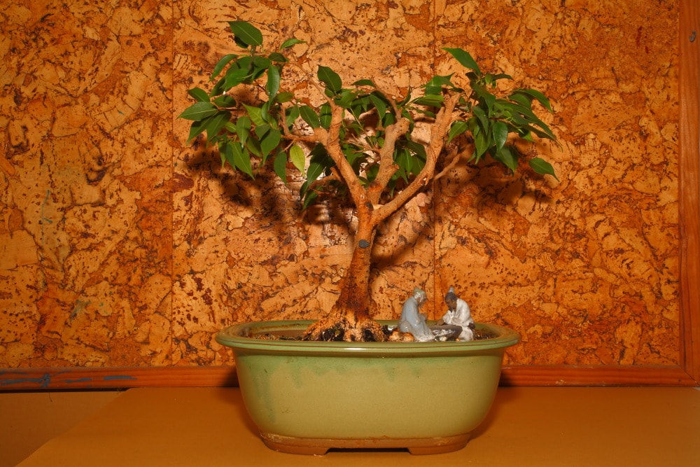 Ficus benjamina, ficus benjamina, recuperado de una planta de interior