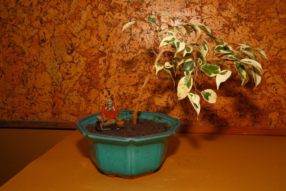 Ficus benjamina, ficus benjamina, variegado