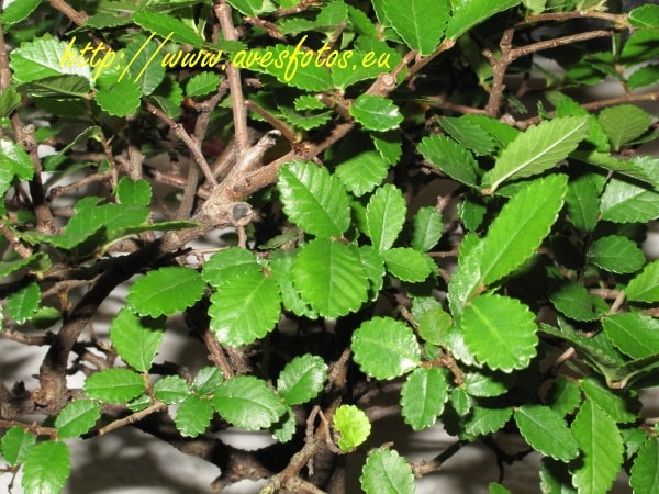 Olmo chino, ulmus parvifolia, detalle de las hojas