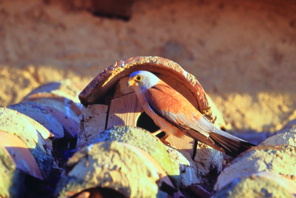 Cernícalo primilla frente al nido en un tejado<, falco naumanni, frente al nido