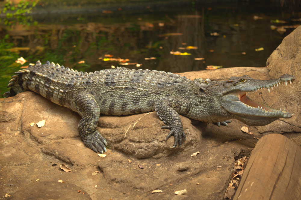 Cocodrilo hociquifino africano, crocodylus cataphractus