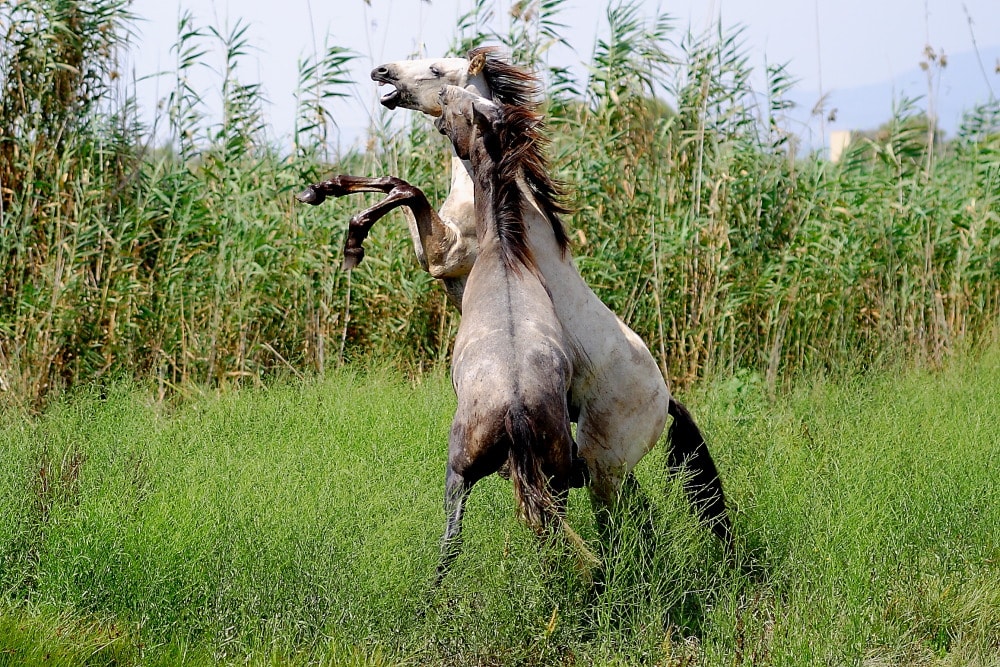 Caballos, equus caballus