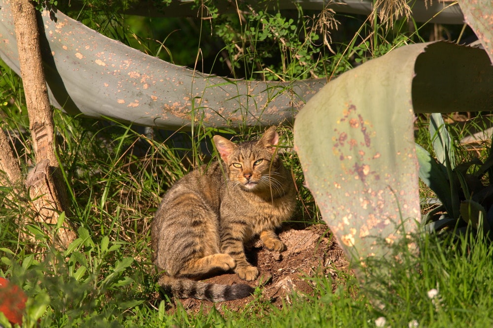 felis silvestris catus, gato tomando el sol