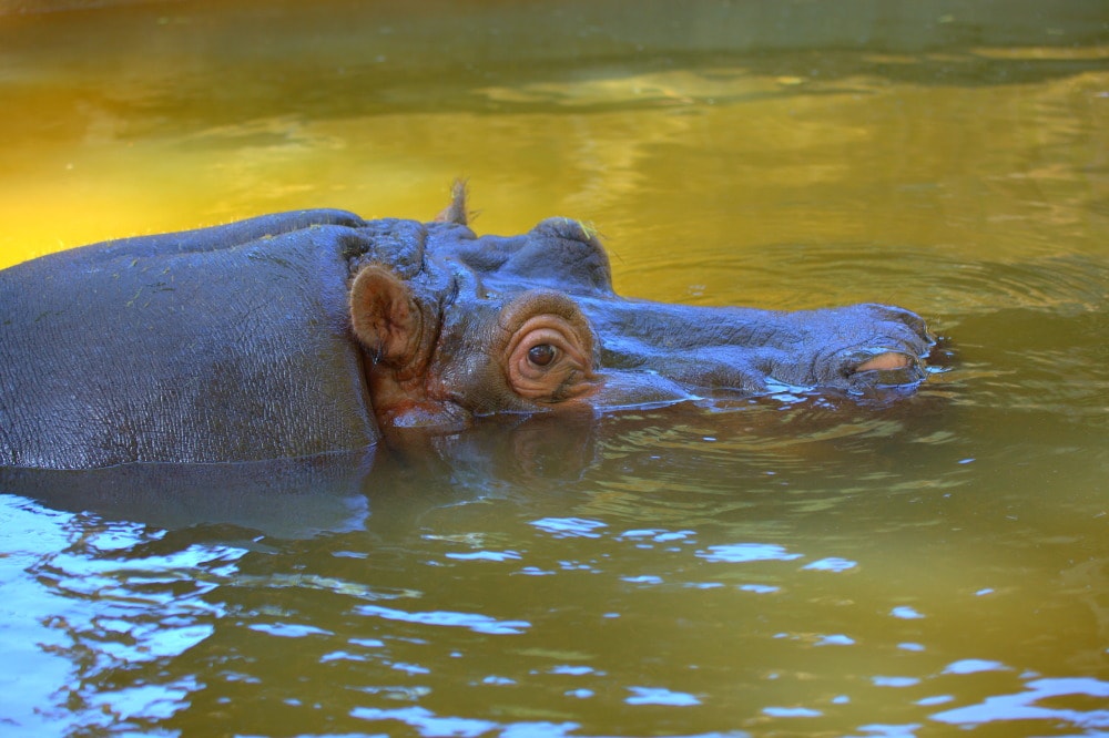 Hipopótamos, hippopotamus amphibius