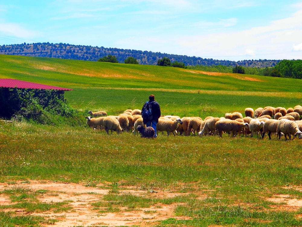 Rebaño de ovejas con el pastor