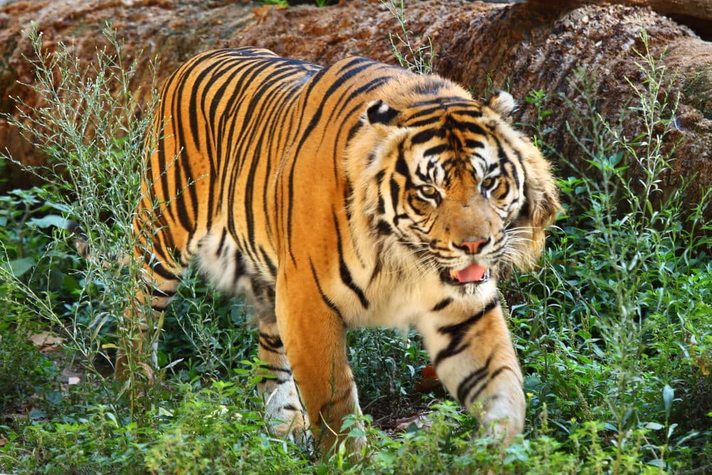 Tigre de Bengala reial, panthera tigris