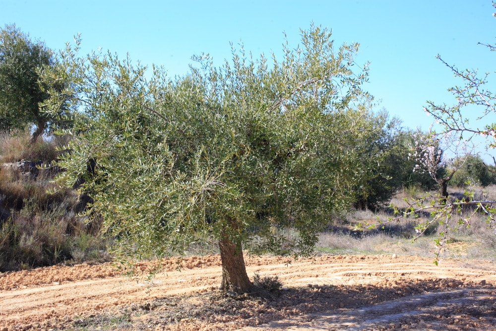 Olivo, olea europea l., árbol
