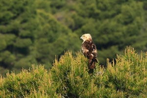 Águila culebrera en un pino