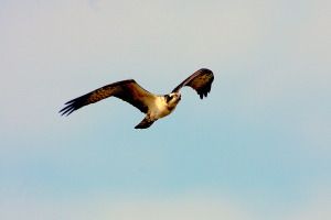 Águila pescadora en vuelo