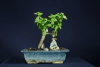 Árbol de jade
