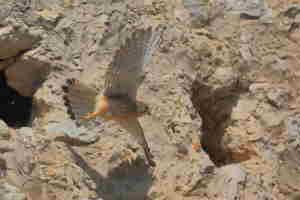 Cernicalo vulgar volando frente su nido