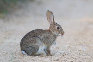 Mamiferos. Foto de conejo europeo