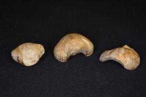 Fòssils de braquiòpodes