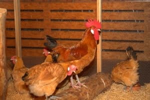 Gallo y pollos en la feria avícola Raza Prat