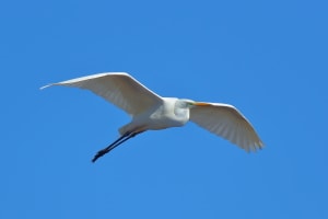 Agró blanc volant
