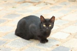 Gato negro doméstico