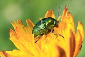 Escarabajo verde metálico