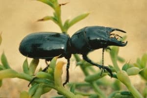 Escarabajo dorcus hyperion