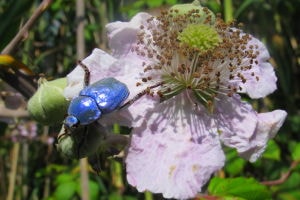 Escarabajo azul, hoplia coerulea