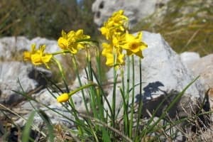 Narcissus jonquilla subsp. fernandesii