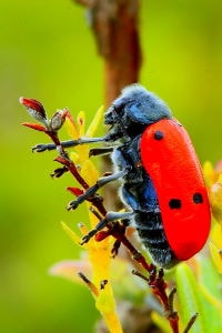 Escarabajo, lachnaia tristigma