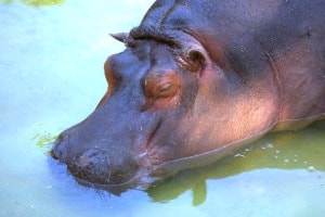 Mamiferos. hipopotamo del Zoo de Barcelona