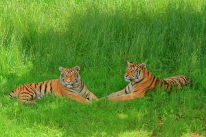 Tigre de Bengala reial, parella