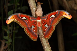 Mariposa Atlas