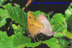 Mariposa bruna de prat copula