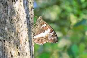Mariposa rey mozo con las alas cerradas