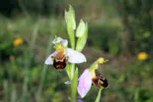 Orquidea apifera