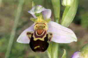 Orquidea apifera, flor