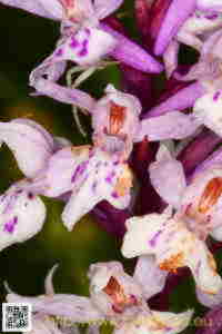 Orquídea rosada, detall
