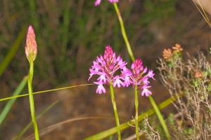 La flor caputxina
