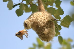 Pájaro moscón saliendo del nido