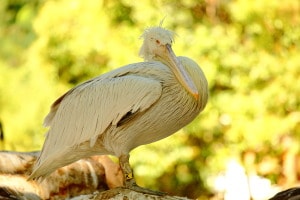 Pelicano común
