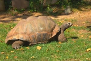Tortuga gigantede Aldabra